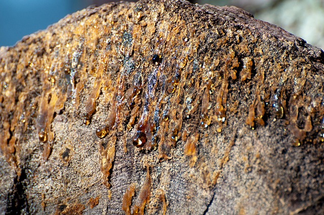 Jak skutecznie zabezpieczyć drewniany dom przed szkodnikami i wilgocią – moje sprawdzone metody i techniczne rozwiązania - 2 2025 Jak skutecznie zabezpieczyć drewniany dom przed szkodnikami i wilgocią – moje sprawdzone metody i techniczne rozwiązania - 1 2025